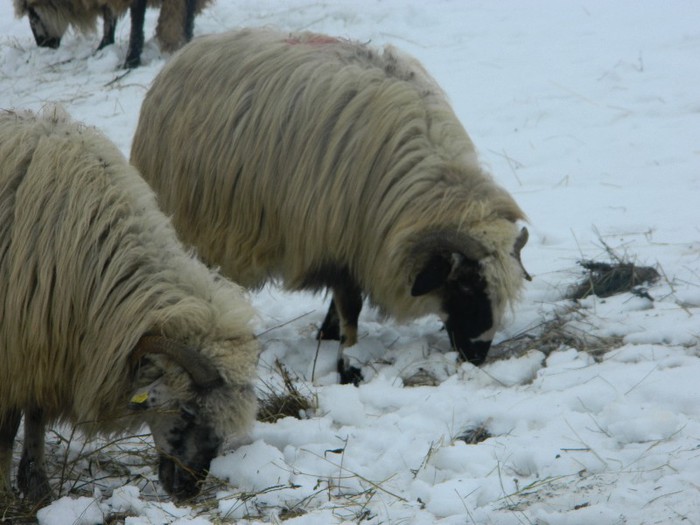 Picture 056 - Diverse-Claudiu