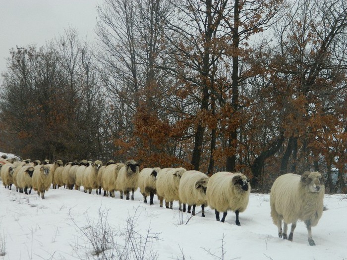 Picture 058 - Diverse-Claudiu