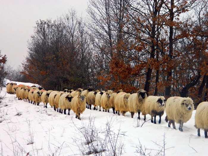 Picture 059 - Diverse-Claudiu