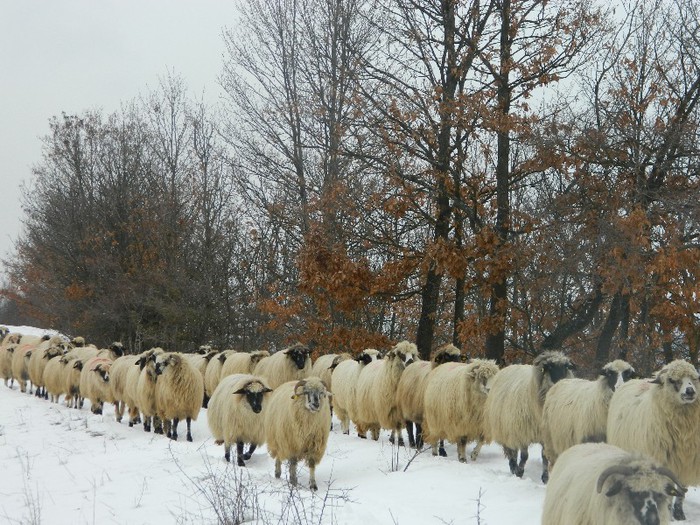 Picture 060 - Diverse-Claudiu