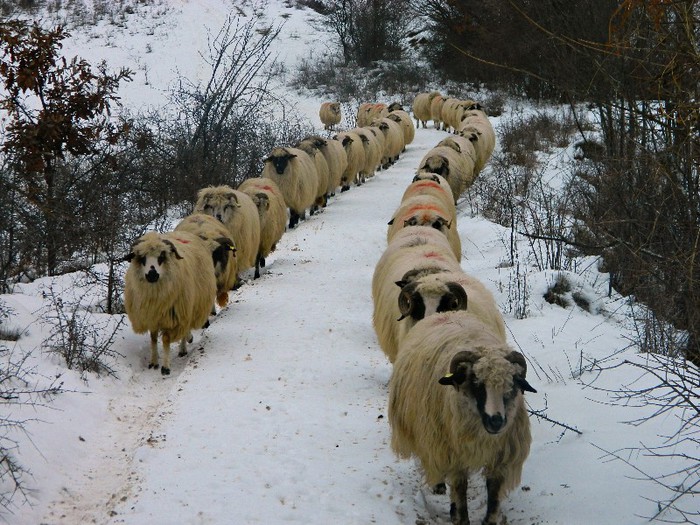 Picture 061 - Diverse-Claudiu