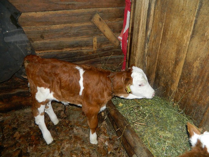 Picture 063 - Diverse-Claudiu