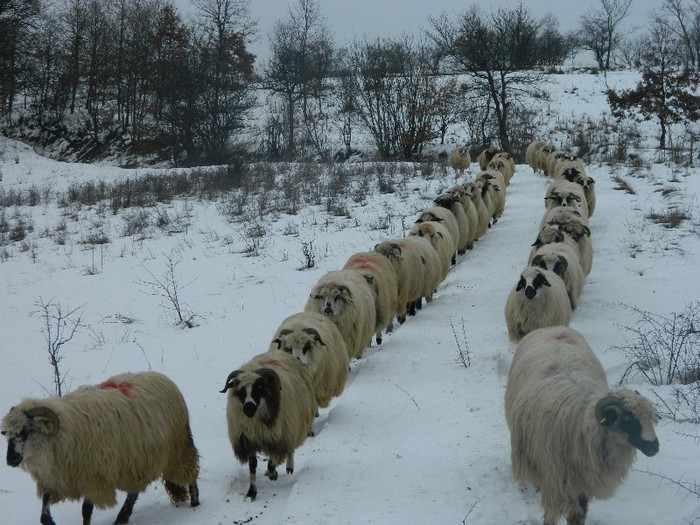 Picture 064 - Diverse-Claudiu