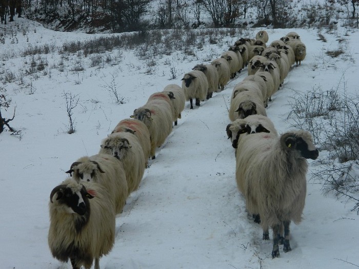 Picture 065 - Diverse-Claudiu