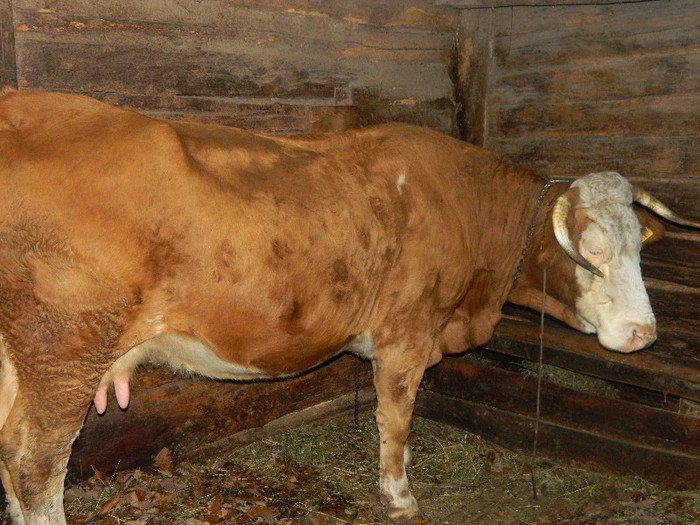 Picture 067 - Diverse-Claudiu