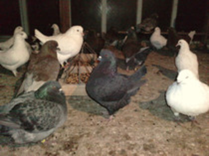 51233543_SFBSQXPQK - pui king si batrani 2012