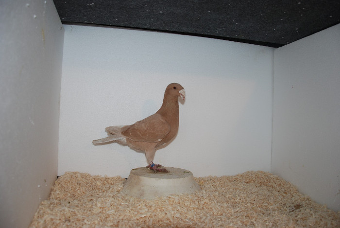 M 2012 Romania vindut