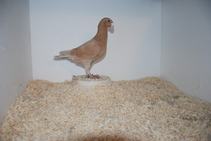 M 2011 Romania vindut