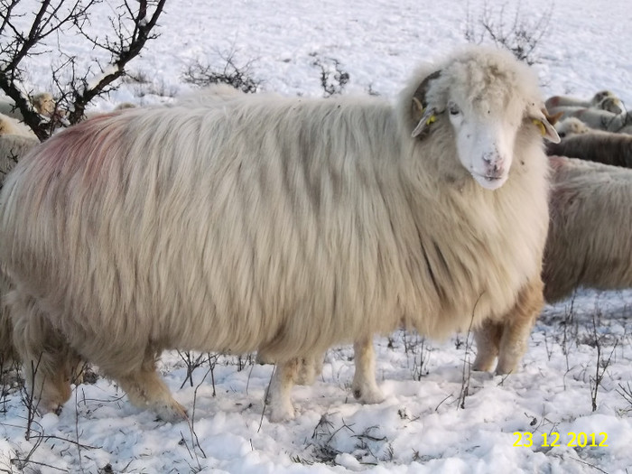 Picture 1161 - Bale de Bistrita