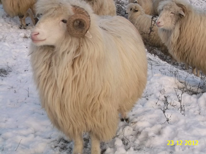 Picture 1165 - Bale de Bistrita