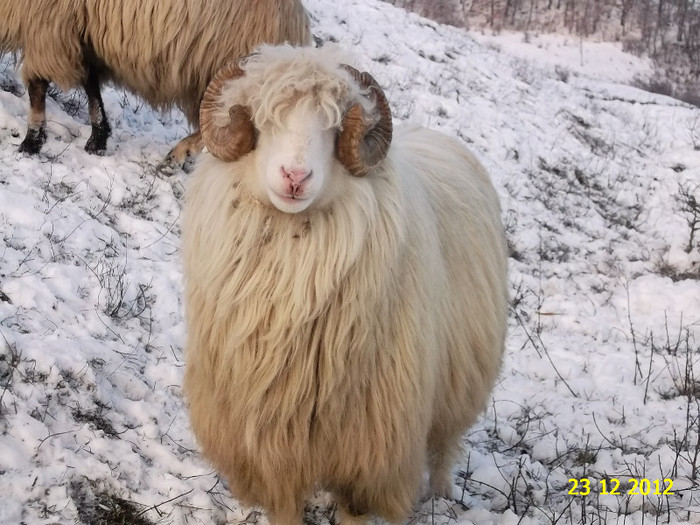 Nota 10 - Bale de Bistrita