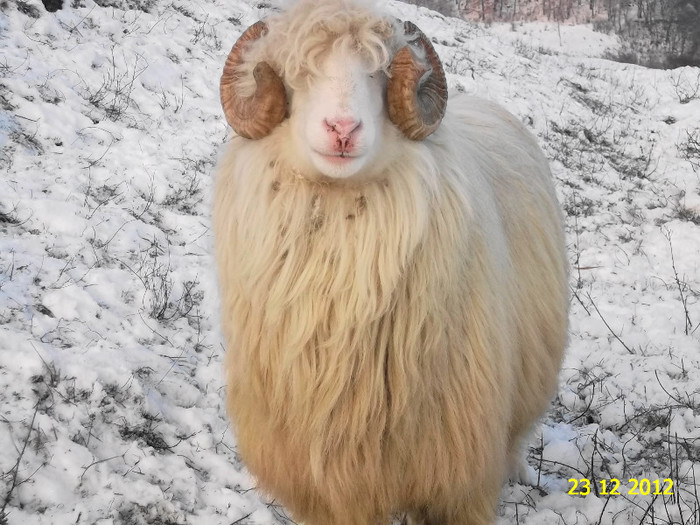 Picture 1176 - Bale de Bistrita