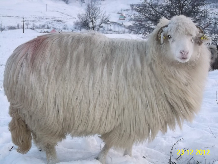 Picture 1183 - Bale de Bistrita