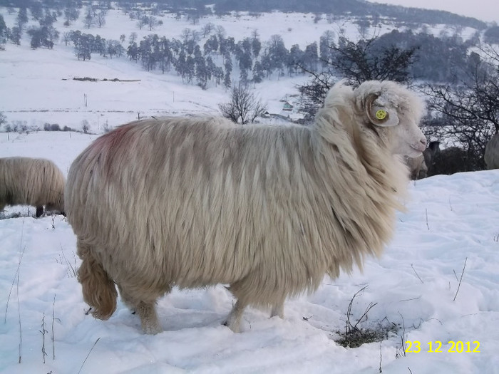 Picture 1184 - Bale de Bistrita