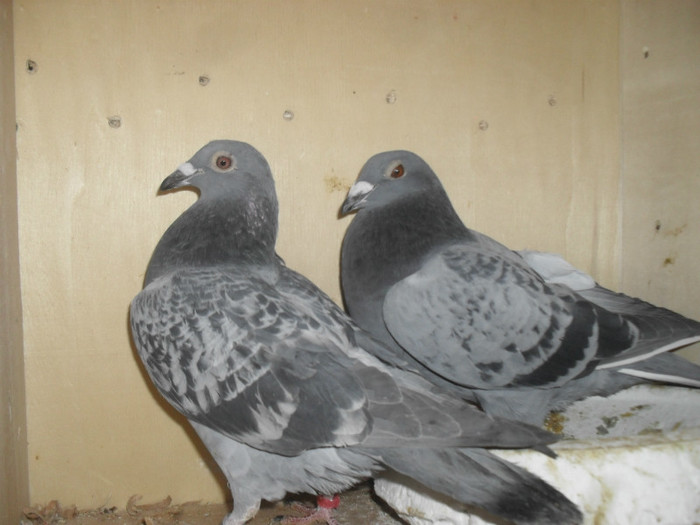 desmet/meulemans Toma Iulian; DESMETMEULEMANS
