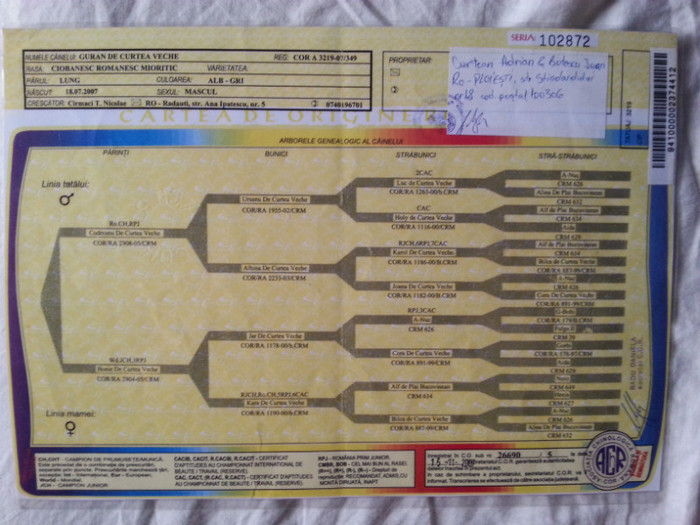 pedigree Guran de Curtea Veche