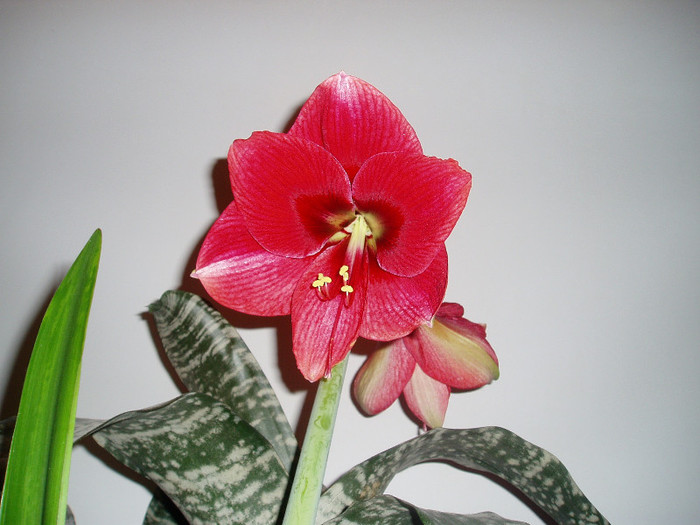 te pup! - Flori de la Fetele mele dragi