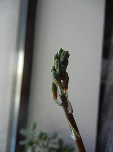 Lace Aloe (2012, Dec.14) - Aloe aristata_Torch Plant