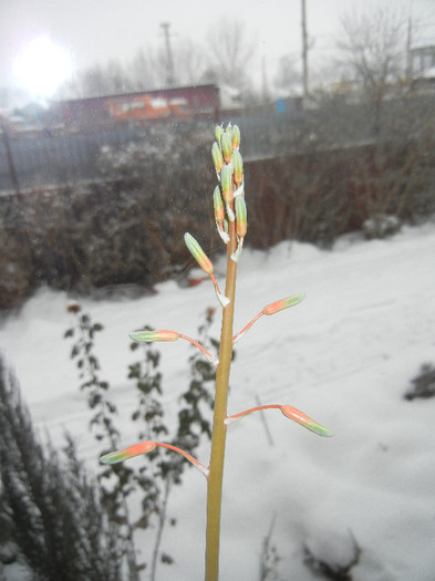Lace Aloe (2012, Dec.20) - Aloe aristata_Torch Plant