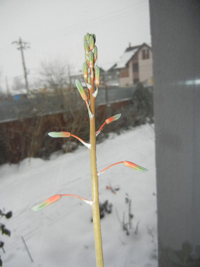 Aloe aristata (2012, Dec.20)