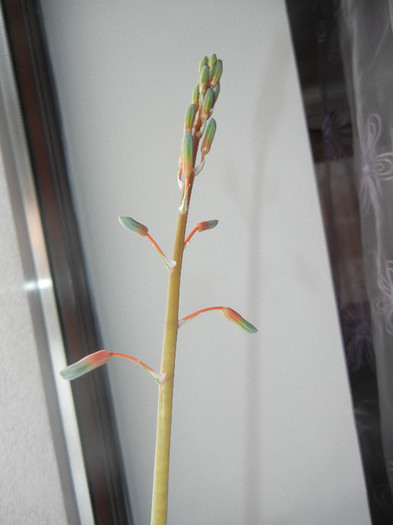 Aloe aristata (2012, Dec.20) - Aloe aristata_Torch Plant