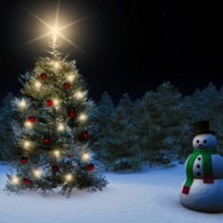 brad-frumos-de-craciun-imagine-250x250
