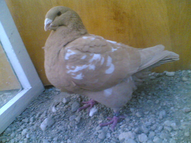 LEOPARDU.(1409) - Porumbei vanduti