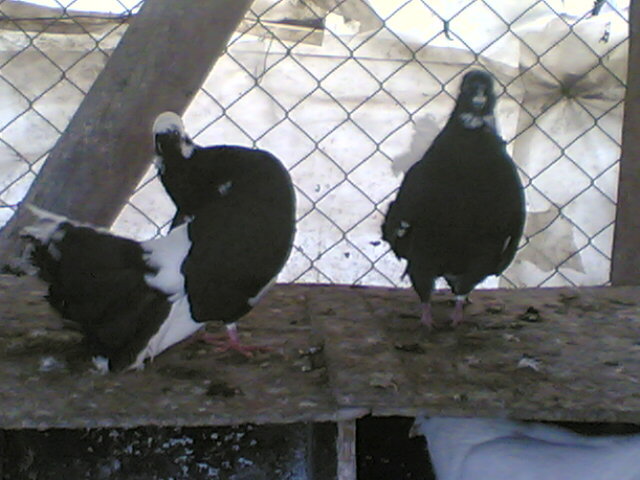 LEOPARDU.(1552) - Porumbei vanduti