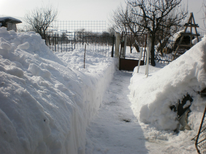 P2180911 - Poze Hobaia Giurgiu