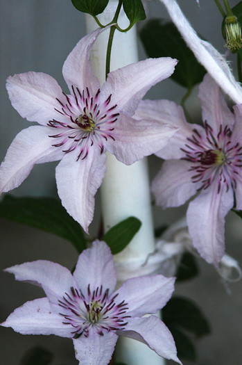 Clematis 2012