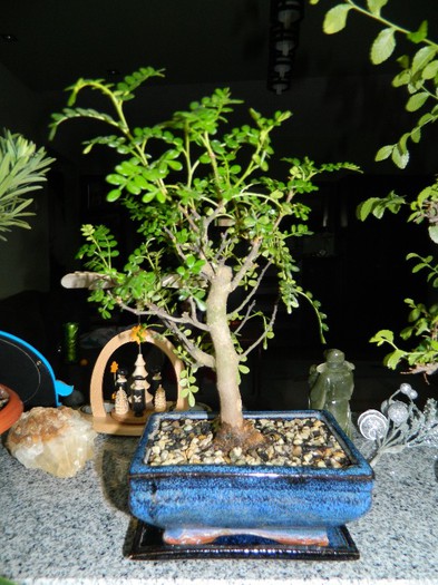 DSCN1461 - Bonsai - Zanthoxylum piperitum