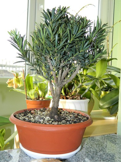DSCN1457 - Bonsai - Podocarpus macrophyllus