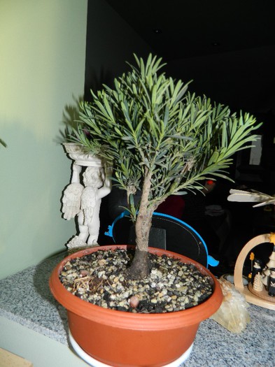 DSCN1460 - Bonsai - Podocarpus macrophyllus