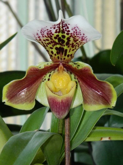 DSCN1447 - Paphiopedilum USA hybride1