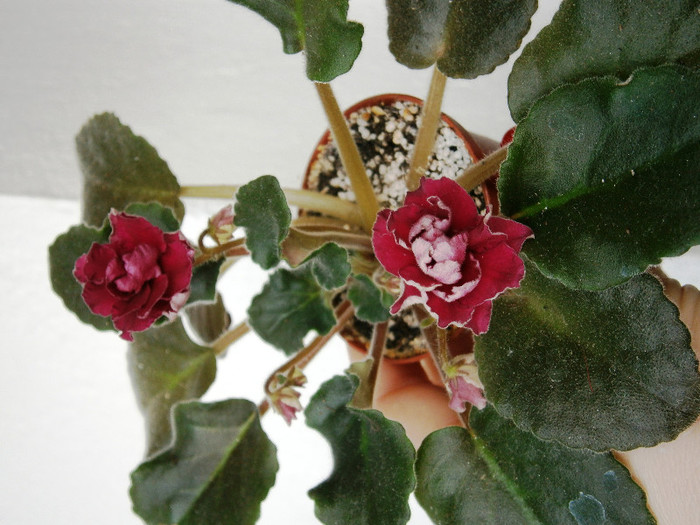 Ness Antique Red - Violete