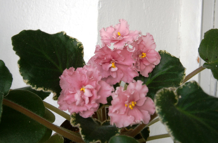 Ness Orange Pekoe - Violete