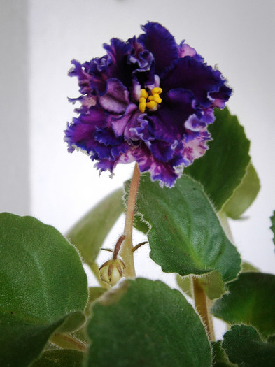 Purple Passion - Violete