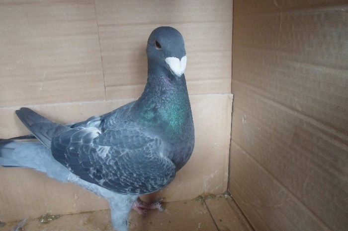 SAM_0249 - voiajori germani decembrie 2012