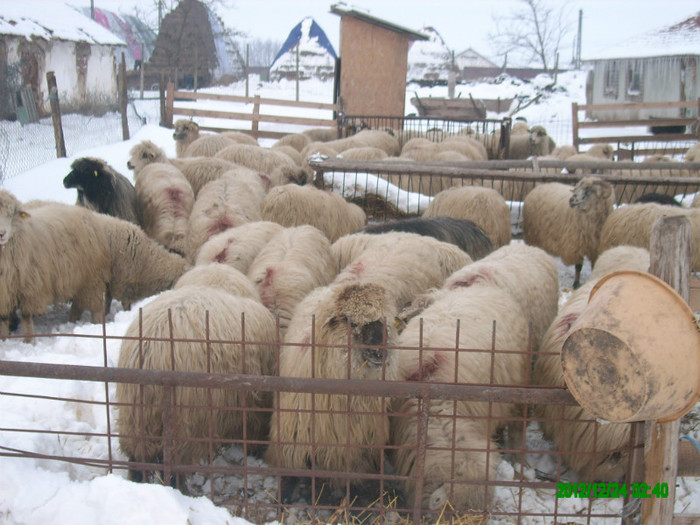 Oile turcane din ferma. - 6 Turcane Tigai Merinos si miei F1 cu Dorper