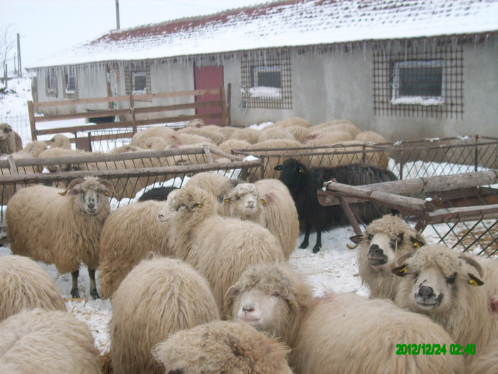 Oile turcane din ferma. - 6 Turcane Tigai Merinos si miei F1 cu Dorper