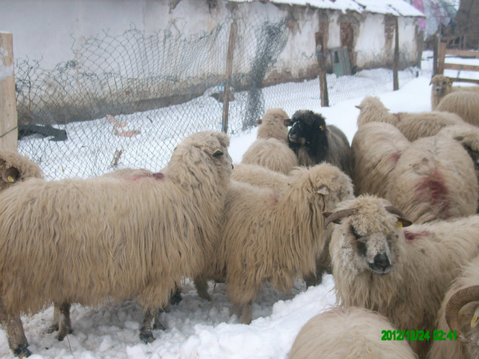 Oile turcane din ferma.; Oile turcane din ferma.
