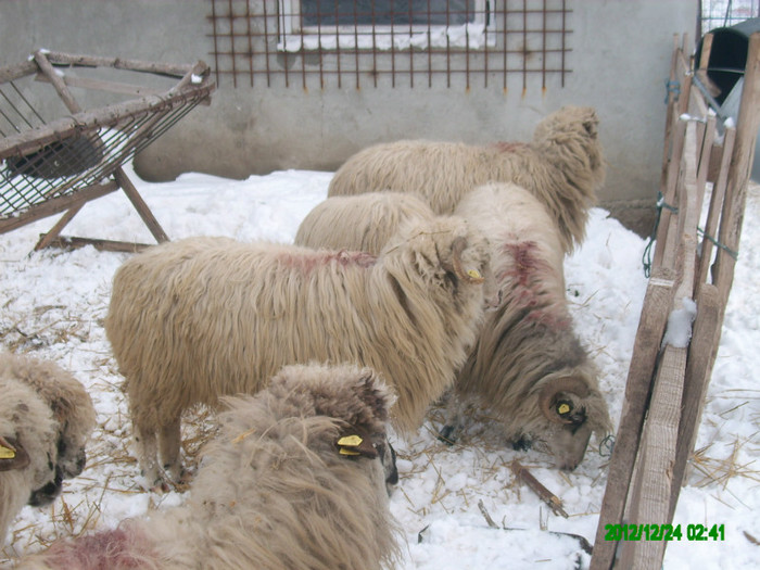 Oile turcane din ferma. - 6 Turcane Tigai Merinos si miei F1 cu Dorper