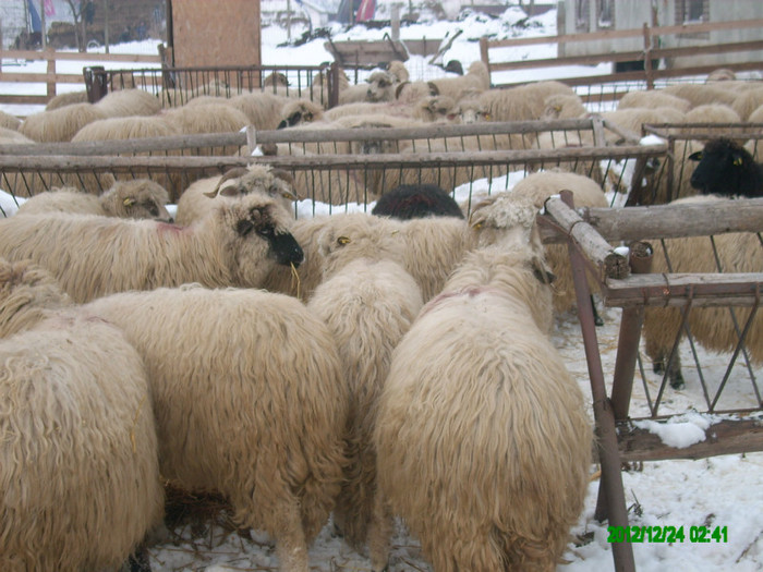 Oile turcane din ferma. - 6 Turcane Tigai Merinos si miei F1 cu Dorper