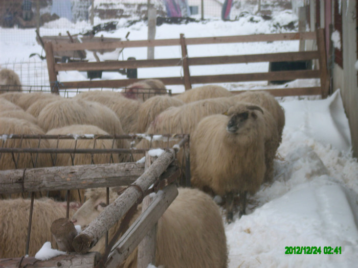 Oile turcane din ferma.; Oile turcane din ferma.
