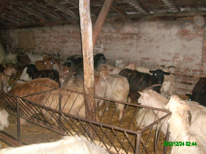 Iata si caprele din ferma - 6 Turcane Tigai Merinos si miei F1 cu Dorper