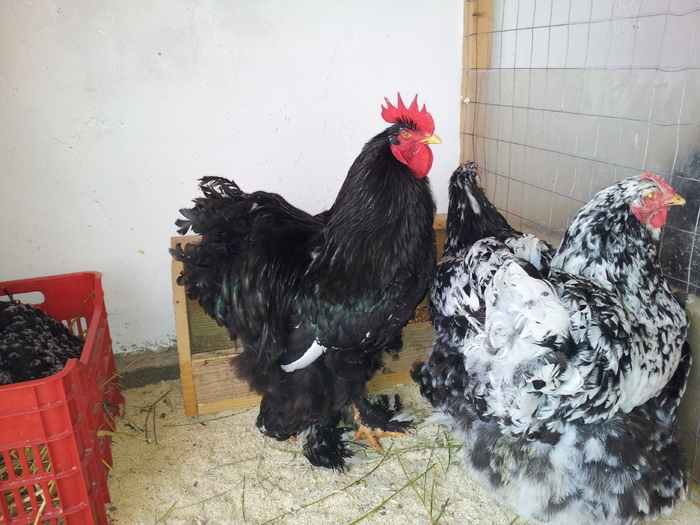 cochi bobat; De la Florin Ibanescu
