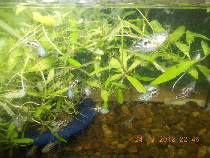 puiet gurami albastru