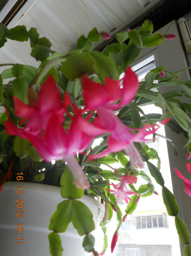 DSCN2482 - Schlumbergera 2012-2013