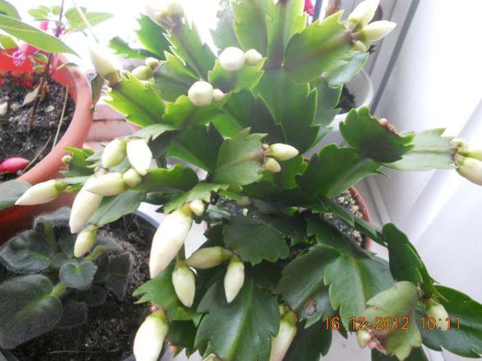 DSCN2483 - Schlumbergera 2012-2013