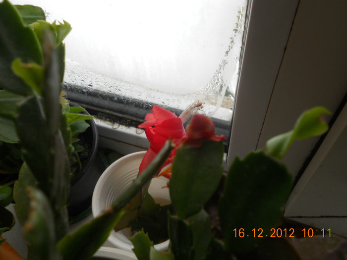 DSCN2484 - Schlumbergera 2012-2013